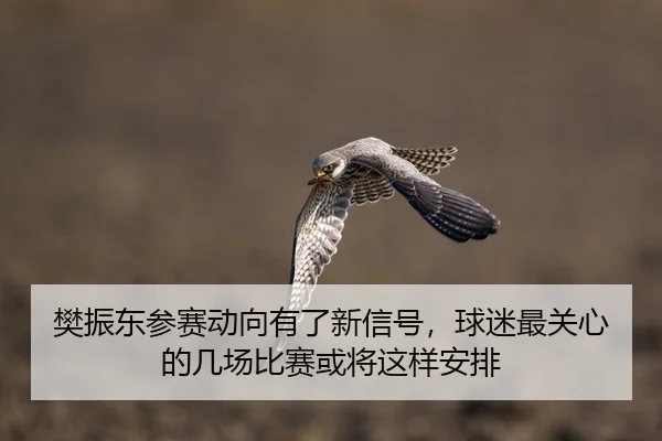 樊振东参赛动向有了新信号，球迷最关心的几场比赛或将这样安排
